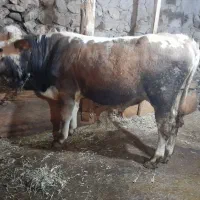 گوساله سیمینتال نر