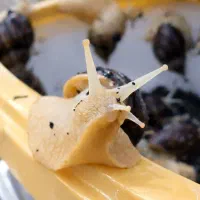 حلزون آچاتینا آلبینو مولد