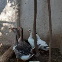 حیوانات خانگی فراغت وسرگرمی