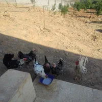 مرغو خروس و جوجه ۲۰ روزه گلین