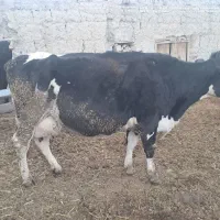 گاو شیری|حیوانات مزرعه|چناران, |دیوار