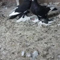 قره قجله