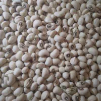 ماش ساری قوز