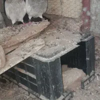 زاغ  ملیقی وکله سور