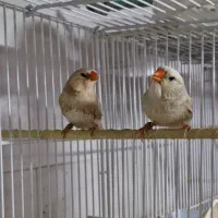 فنچ اورنج رنگ خاص
