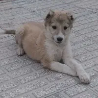 سگ نگهبان ۹۰۰ تومن