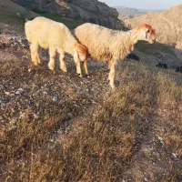 میش بختیاری