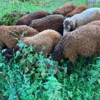 بره نر