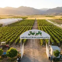 فروش انواع نهال میوه پیوندی با اصالت مرکزصنوبر