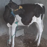 گوساله