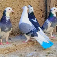 کبوتر شازده سبز