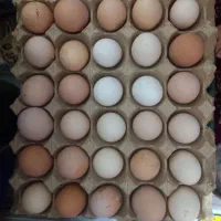 محلی تخم مرغ