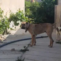 سگ سرابی ۳ساله