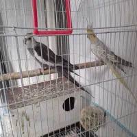 جفت عروس هلندی نروایت وماده باقفس ولوازم