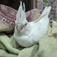 جوجه عروس