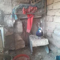 نر پلنگ