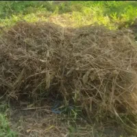 علف‌یونجه