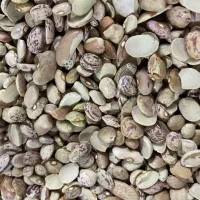 لوبیا چیتی شکسته خوش پخت و گلاب دو آتیشه