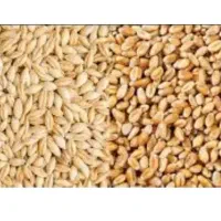 خریدار گندم و جو از کشاورزان عزیز سر زمین
