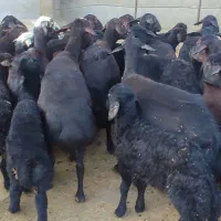گوسفنده بره دار