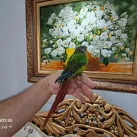 گرینچیک