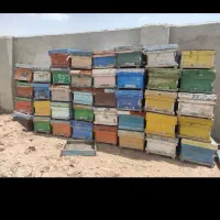 ۵۰۰ عدد کندوخالی نجفبادی وترک چکی ومعاوضه