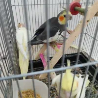 یه جفت عروس نر وماده به همراه جوجهاش با قفس