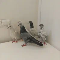 کفتر پرشی ۵تا
