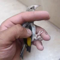 جوجه سهره درشت کشیده نره تضمینی نوک کلنگی