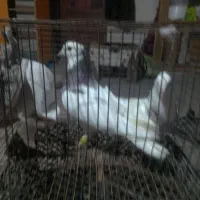 با سلام طوقی فروشی