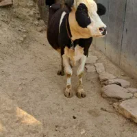 یک گاو  بفروش میرسد