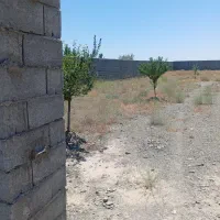 زمین-باغی-کاهو