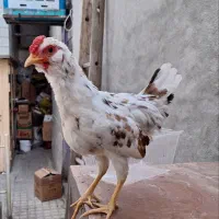 نیمچه مرغ خروس