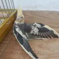 عروس هلندی