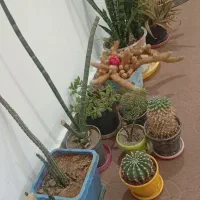 فروش گل و کاکتوس اپارتمانی