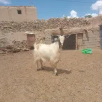 تکه(بزغاله)
