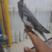 عروس هلندی ماده.