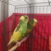جفت مرغ عشق