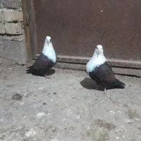 جفت کفتر کربلایی