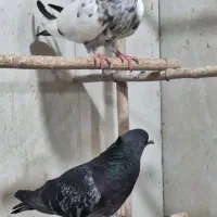 کبوتر، کفتر کشتی