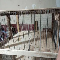 جفتگاه کفتر