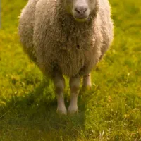 قصابی گوسفند و مرغ خروس
