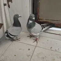 کفتر آلمانی و قره کرمونی