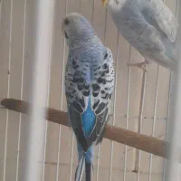 مرغ عشق مولد