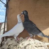 نرماده عالی به شرط تخم و جوجه