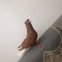 سرخ دمی