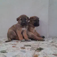 توله پژدر سراب