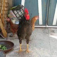 مرغ و خروس لکی سالم سرحال .قفس چوبی محکم و بادوام