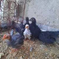 جوجه مینیاتوری