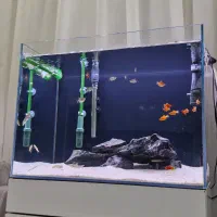 apa